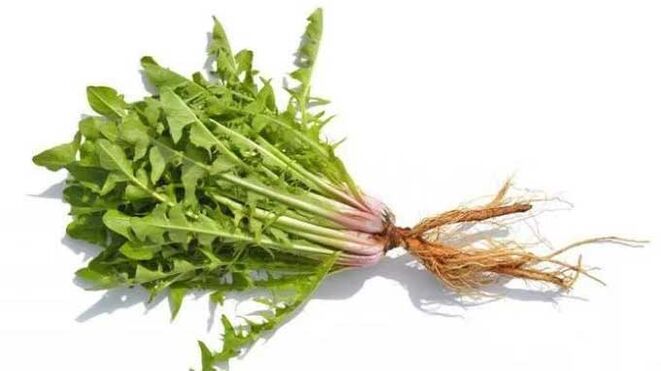 NEOflorax'taki karahindiba kökü