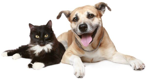 hayvanlar parazit enfeksiyonunun kaynağıdır