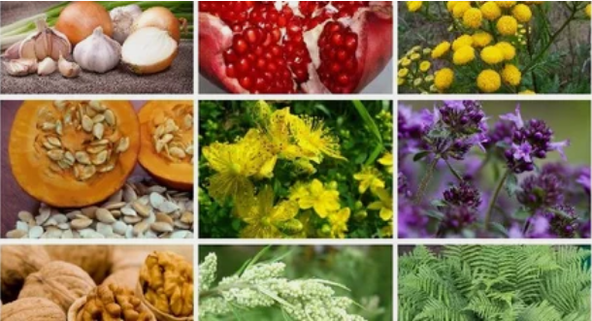 İnsan vücudundaki parazitlerin halk ilaçları ile tedavisi