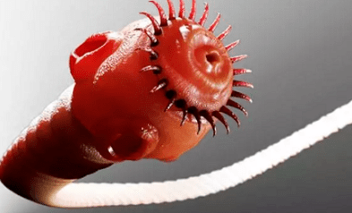 İnsan vücudunda hangi parazitler yaşayabilir