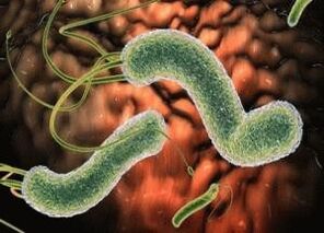 virüsler ve bakteriler