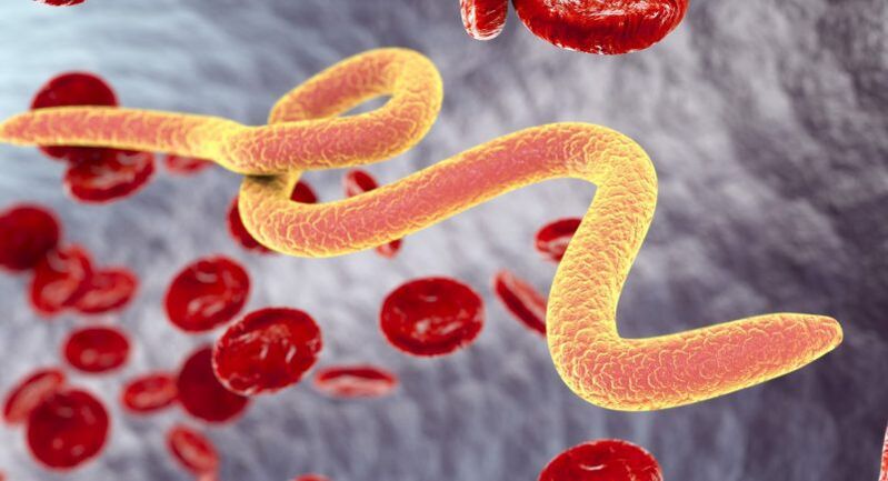 Parazit organizmalar